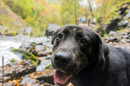 Wallpaper Mural The dog's muzzle is in close-up against the background of a mountain river and a wooded slope and tourists. tourism and travel Torontodigital.ca