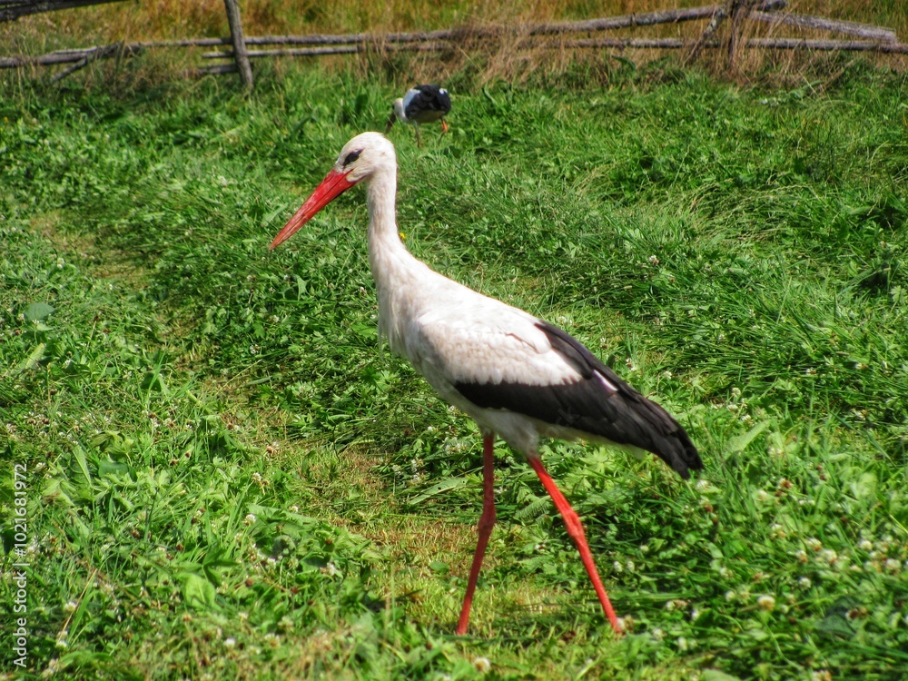 Fototapeta premium White Stork in a Summer Field