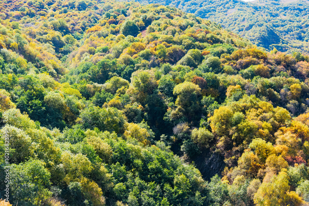 a densely wooded mountainside illuminated by the sun a densely wooded mountainside illuminated by the sun