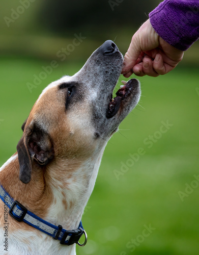 Click and treat,clicker training a dog