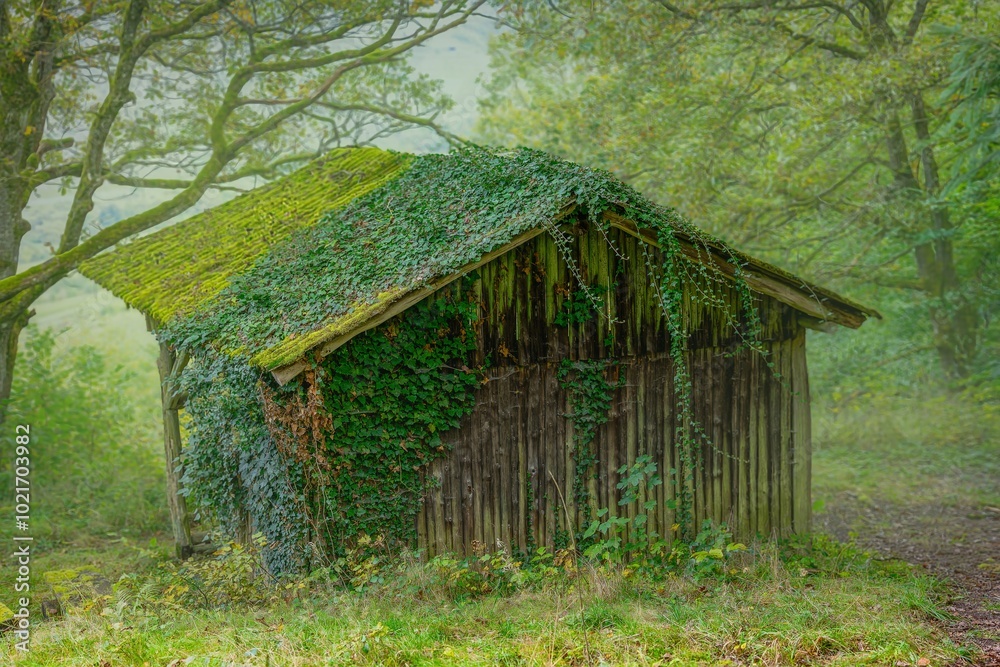 old house in the woods