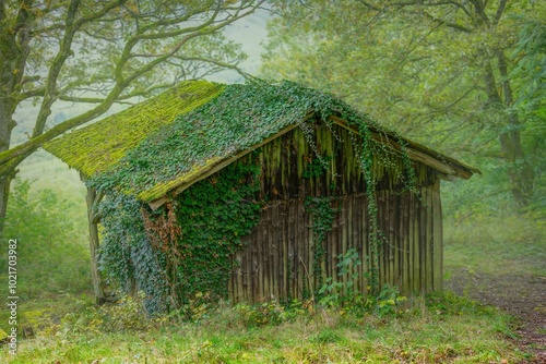 Obraz na płótnie old house in the woods w salonie