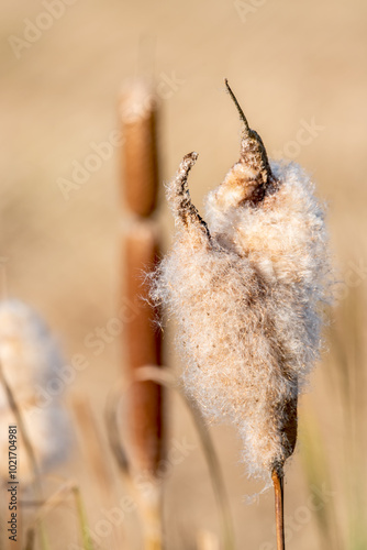Breitblättriger Rohrkolben