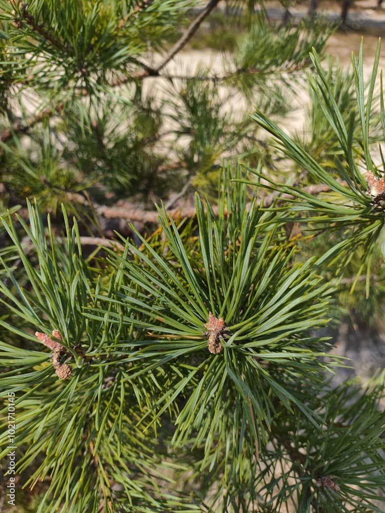 pine tree, branch, close up, summer , europe, conifer pine tree, branch, close up, summer , europe, conifer