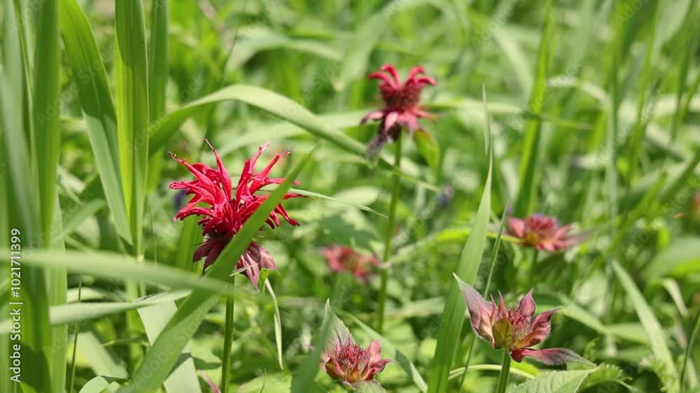 Swaying gently, a red bergamot flower dances in the breeze, showcasing its beauty in a serene and peaceful setting. Selective focus Swaying gently, a red bergamot flower dances in the breeze, showcasing its beauty in a serene and peaceful setting. Selective focus