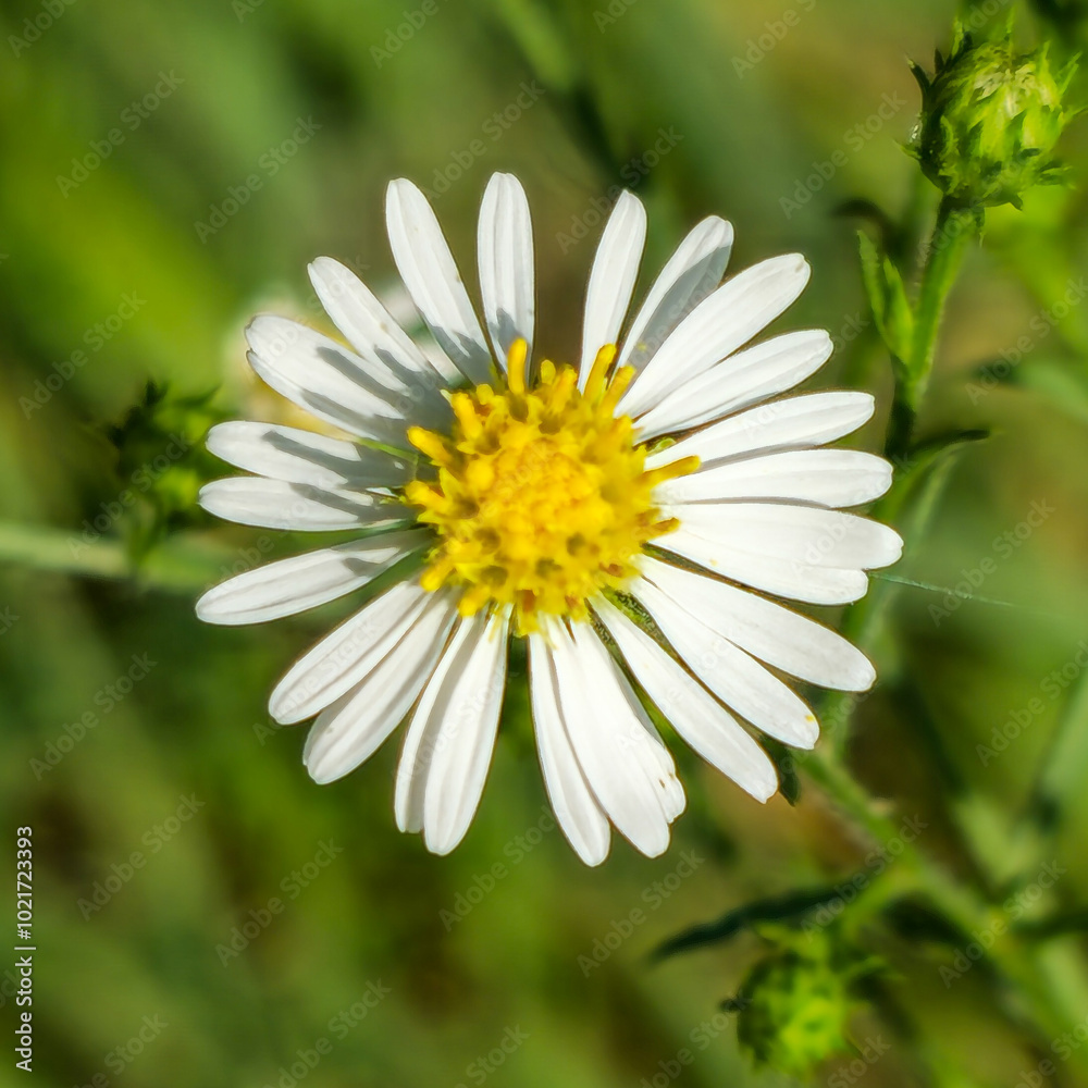 Fototapeta premium white flower