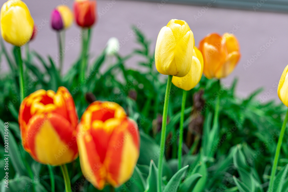 Vibrant Spring Tulips in Full Bloom – Stunning Seasonal Floral Photography Vibrant Spring Tulips in Full Bloom – Stunning Seasonal Floral Photography