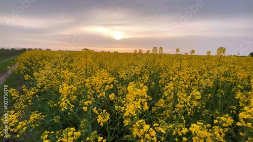 Bright field with yellow flowers