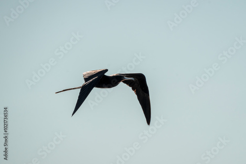 magnificent frigatebird bird in flight wings in Costa Rica