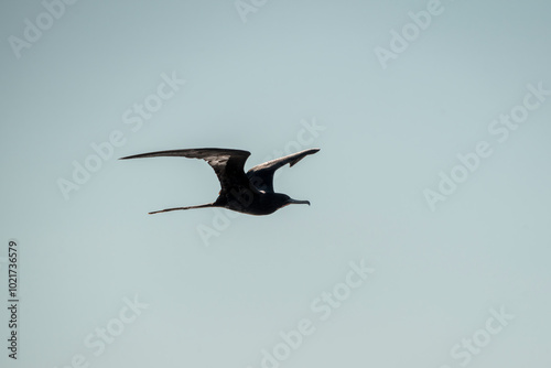 magnificent frigatebird bird in flight wings in Costa Rica
