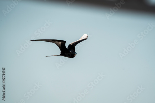 magnificent frigatebird bird in flight wings in Costa Rica