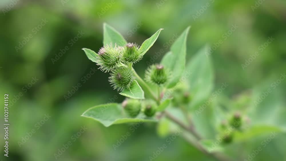 Capturing a close up view of a burdock branch in a permaculture orchard, with green leaves and unripe seeds swaying gently. Selective focus Capturing a close up view of a burdock branch in a permaculture orchard, with green leaves and unripe seeds swaying gently. Selective focus