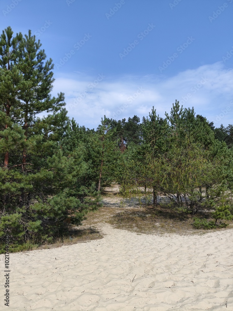 pine tree with forest, sky, summer, europe, day pine tree with forest, sky, summer, europe, day