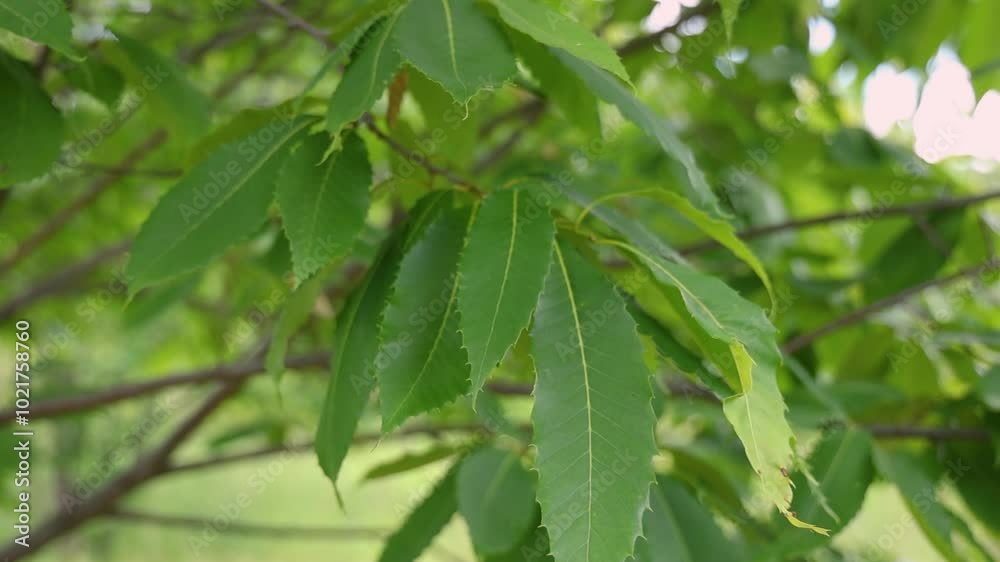 Gentle wind caressing lush green chestnut tree leaves in slow motion, creating a mesmerizing natural spectacle. Selective focus Gentle wind caressing lush green chestnut tree leaves in slow motion, creating a mesmerizing natural spectacle. Selective focus