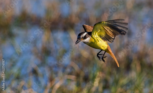 Images of Benteveo Comun and Picabuey ( Great Kiskadee and Cattle Tyrant ) in Argentine winter afternoons.