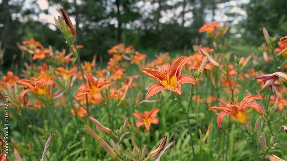 Capturing the serene movement of orange daylilies swaying gently in a lush, green garden, showcasing vibrant summer beauty. Selective focus Capturing the serene movement of orange daylilies swaying gently in a lush, green garden, showcasing vibrant summer beauty. Selective focus