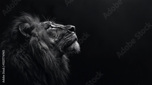 Black and white lion with a black background. King of the jungle.