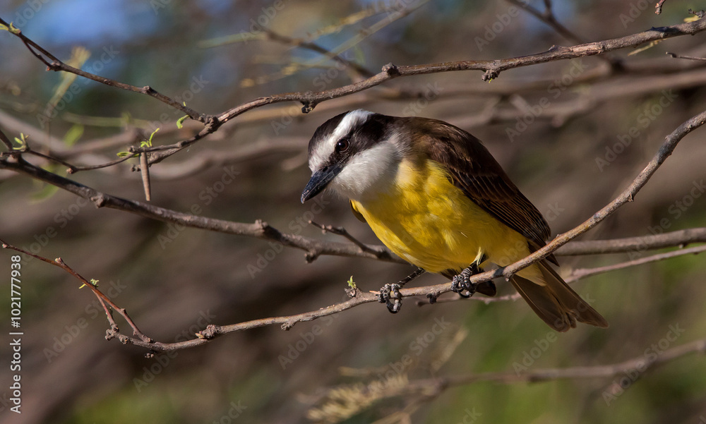 Naklejka premium Images of Benteveo Comun and Picabuey ( Great Kiskadee and Cattle Tyrant ) in Argentine winter afternoons.