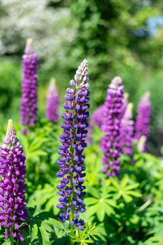 Purple lupin flowers in bloom photo