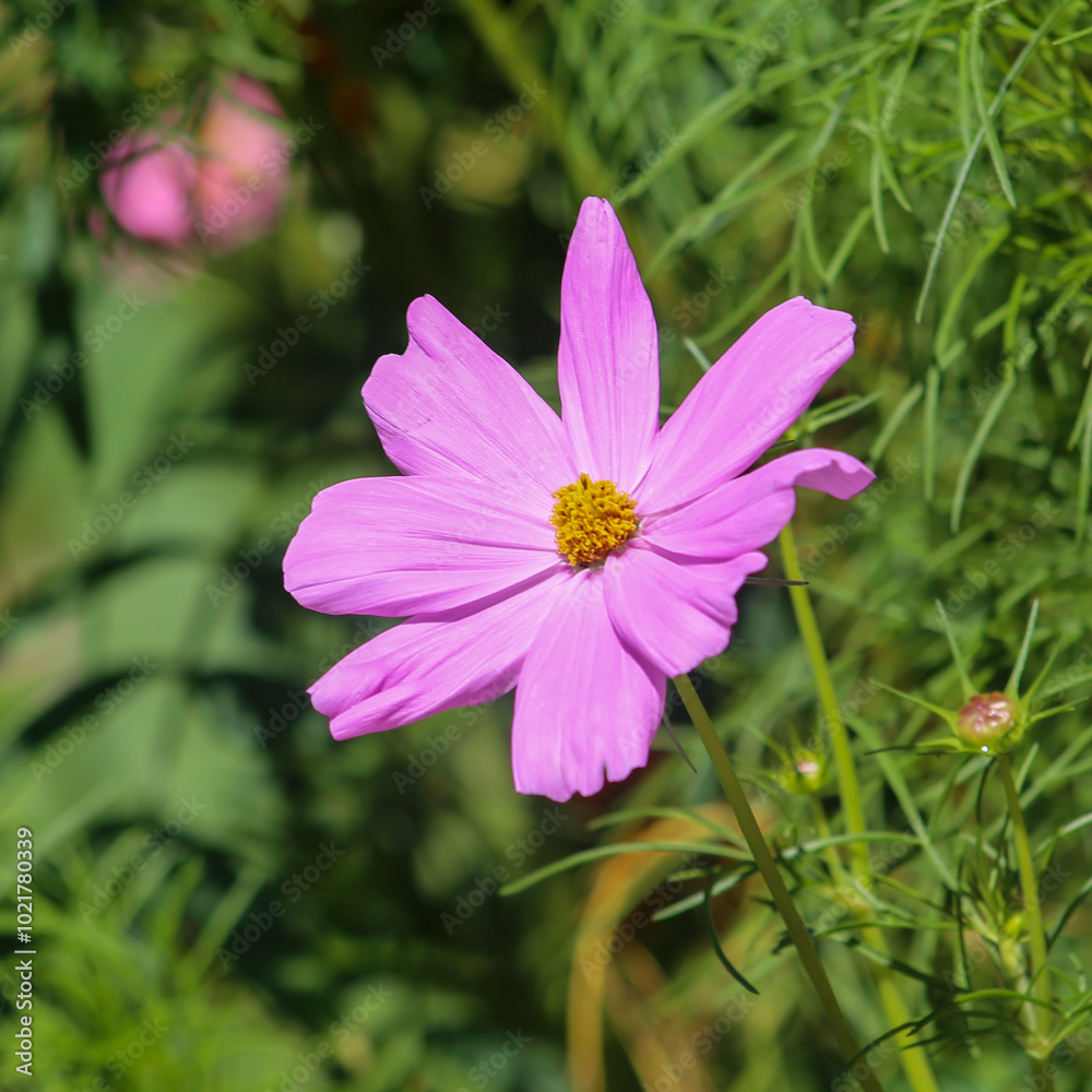 Obraz premium pink cosmos flower