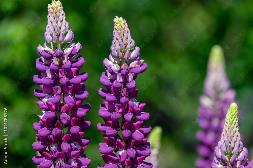 Obraz premium Pink lupin flowers in bloom