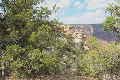 Pine (Cupressus sargentii) in the Grand Canyon.