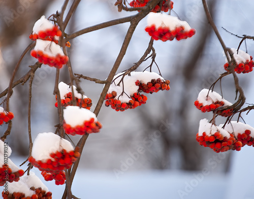 Snow Covered Berries