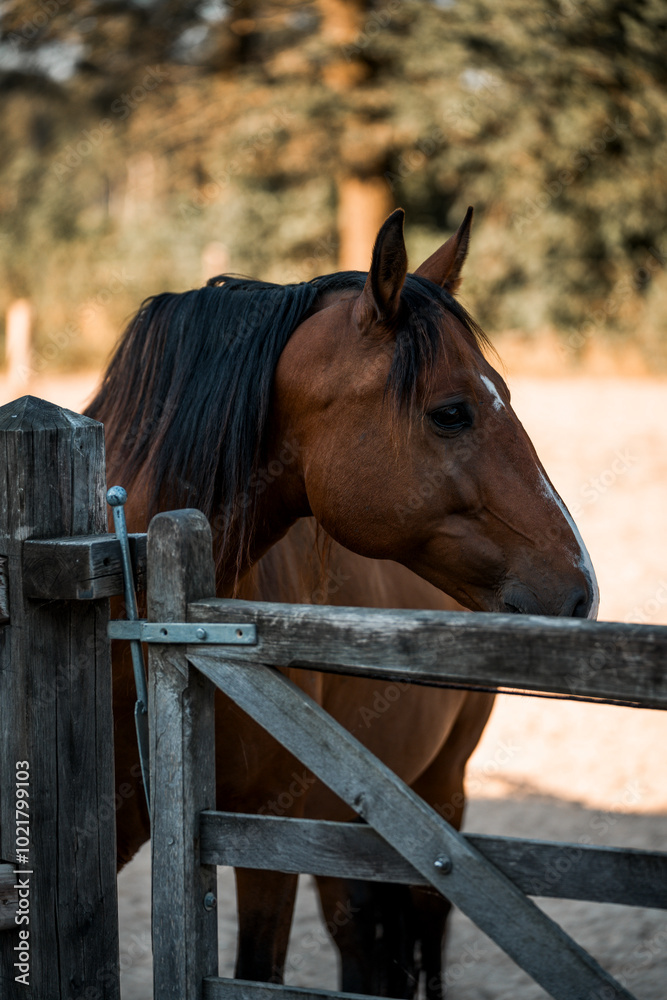 Obraz premium brown horse with a white blaze pretty equine