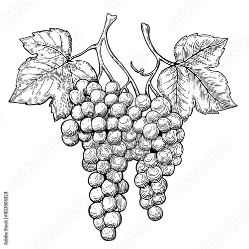 Line art drawing of grape leaf vine. 
