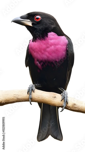 Purple-throated Fruitcrow Bird Perched on a Branch on White Background, Wallpaper, Cover and Screen for Smartphone, PC, Laptop, 9:16 and 16:9 Format photo