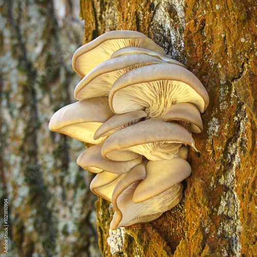 a group of young oyster mushrooms on a trunk of a dead poplar, a popular edible mushroom in its natural environment photo