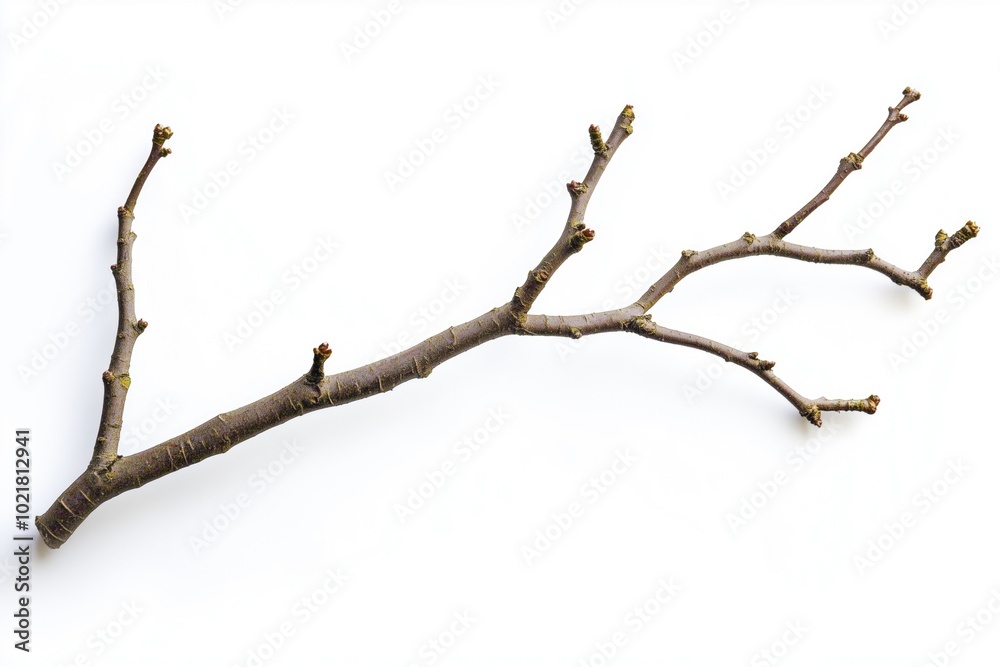A thick branch with small buds, isolated against a white background. A thick branch with small buds, isolated against a white background.