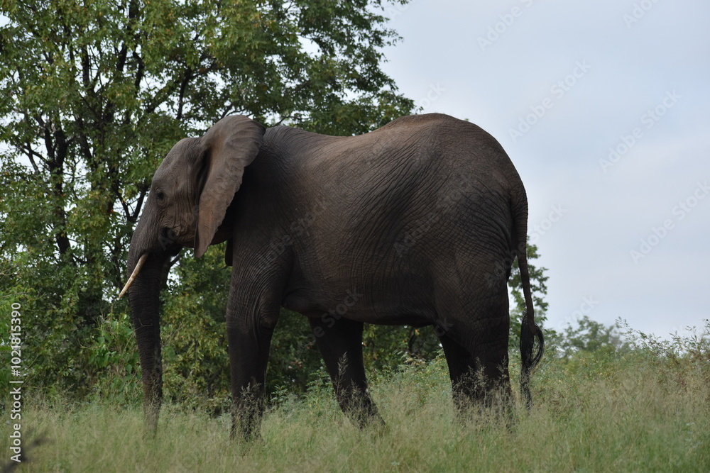 Obraz premium Elephant walking in bushes 