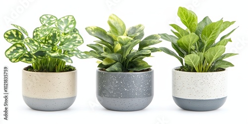 A collection of three vibrant indoor plants in stylish ceramic pots showcasing varied foliage textures and colors on a bright backdrop photo