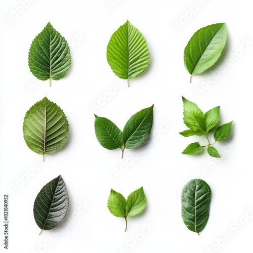 Different types of green leaves are neatly organized in a three-by-three grid, highlighting their textures and colors against a light backdrop