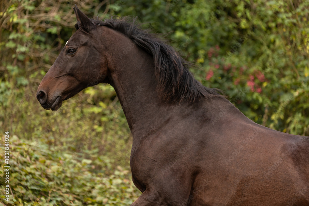 Portrait eines galoppierenden Pferdes im Herbst