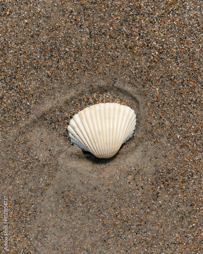 White Seashell on the beach in the sand