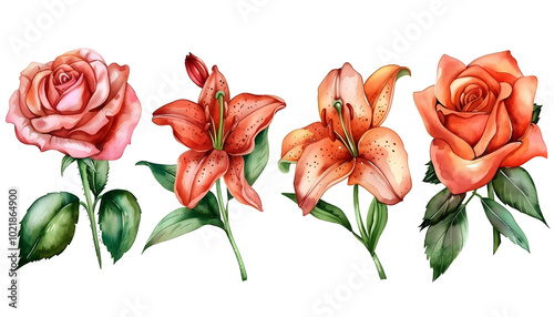 Roses and lilies. Colorful Watercolor summer flowers, leaves isolated background. Watercolor hand drawing Botanical