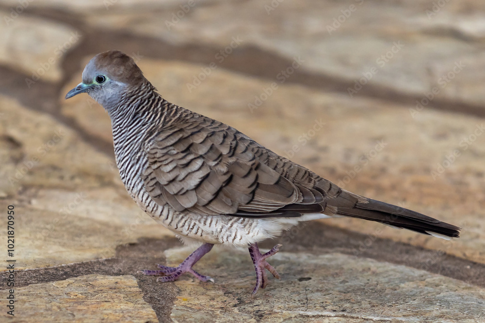 Obraz premium Zebra dove walking