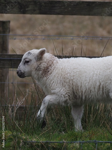 sheep and lamb photo