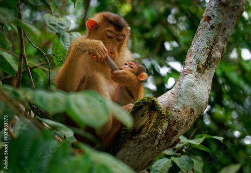 Southern pig-tailed macaque Macaca nemestrina also Sundaland or Sunda pig-tailed macaque or Beruk, monkey from Sundaland, Thailand, Malaysia and Indonesia, mother takes care of the baby photo