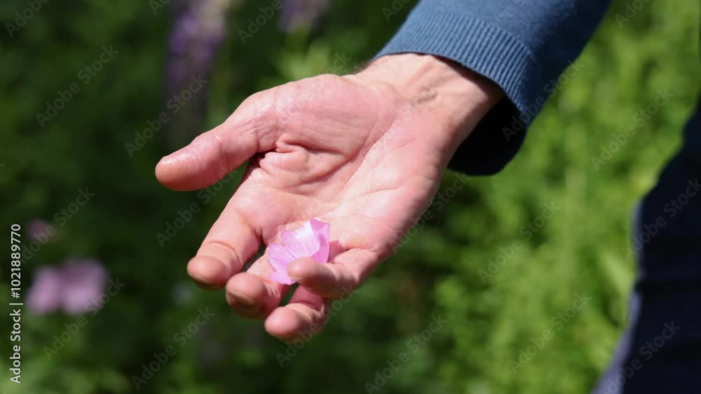 Herbalist's hand is opening, dropping a pink flower in slow motion against a blurred natural background. Selective focus Herbalist's hand is opening, dropping a pink flower in slow motion against a blurred natural background. Selective focus
