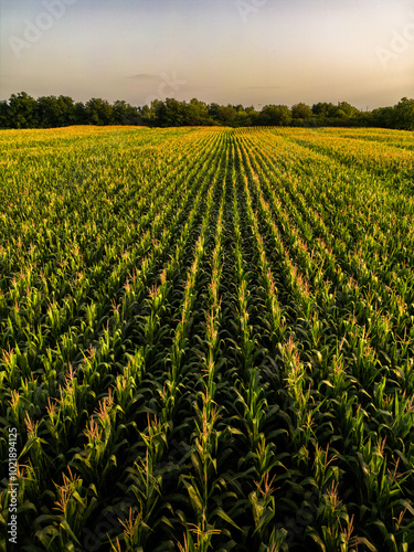 Drone view of beautiful, dense corn field plantation at sunset