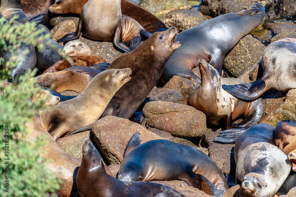 Fototapeta premium Seals sunbathing on beach