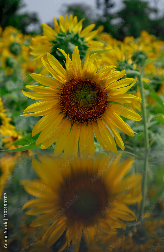 Obraz premium Sun-Kissed Elegance: A Sunflower in Full Bloom and Reflection