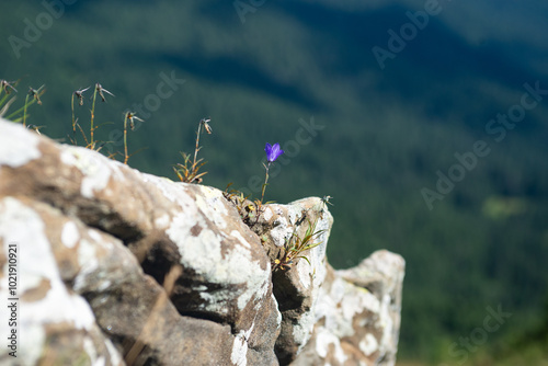 flower on the mountain high
