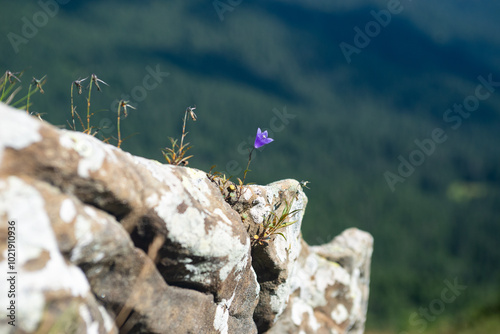 flower mountain