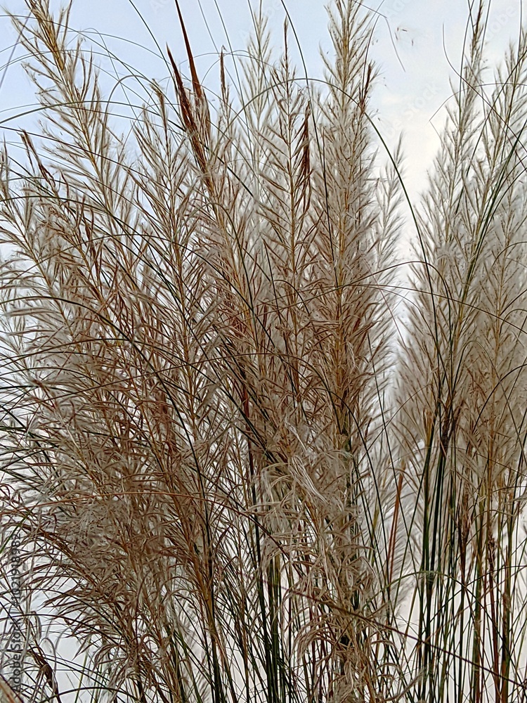 Obraz premium Beautiful white kash or kans grass flower 