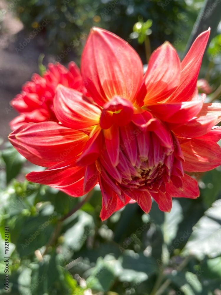 red and yellow dahlia flower red and yellow dahlia flower