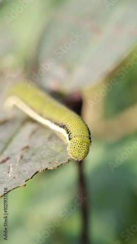 Catopsilia pomona  eating leaf morning time
